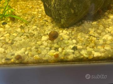 Lumache per acquario