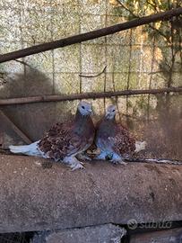 Piccioni ornamentali calzati a penna riccia