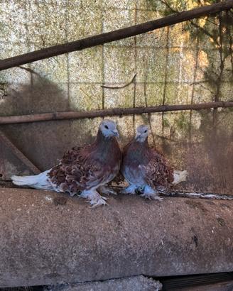 Piccioni ornamentali calzati a penna riccia