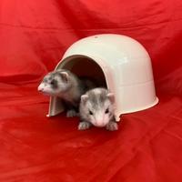 Furetto