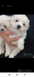 Maltese Cuccioli 