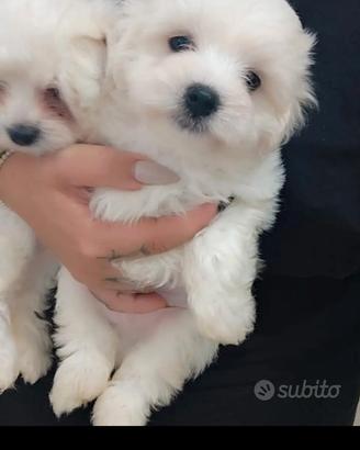 Maltese Cuccioli 