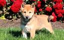 cuccioli-shiba-inu-disponibili-maschi