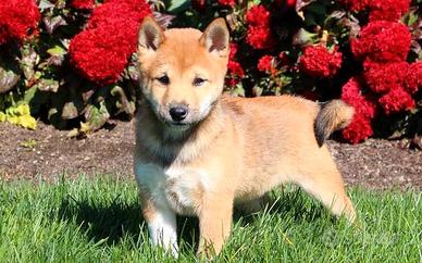 Cuccioli Shiba Inu disponibili Maschi