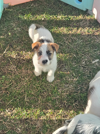 Jack russell terrier