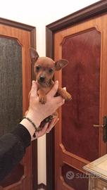 Cucciolo Pinscher