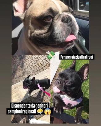 Bulldog francese