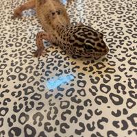 Geco Leopardino con teca