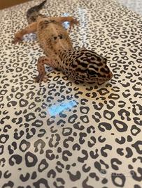 Geco Leopardino con teca
