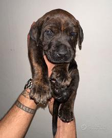 Cucciolo cane corso