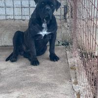 Cuccioli di cane corso