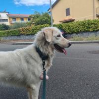 Laika, dolcissima cagnolona