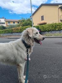 Laika, dolcissima cagnolona