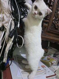 Scottish fold/straight