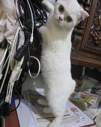 Scottish fold/straight