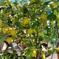 Pianta di Limone