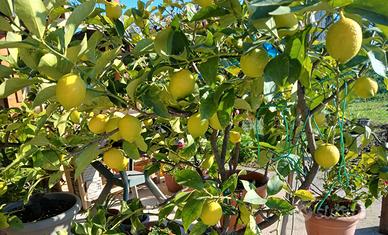 Pianta di Limone
