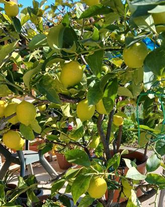 Pianta di Limone