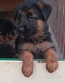 Cuccioli di pastore tedesco