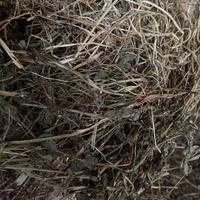 fieno trifoglio e paglia 