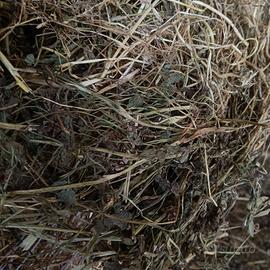 fieno trifoglio e paglia 