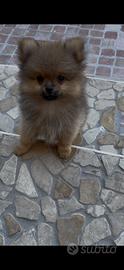 Spitz Pomerania