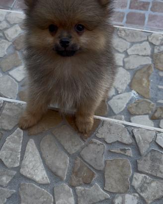 Spitz Pomerania