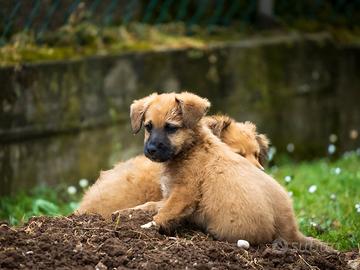 Cucciolo maschio corgi Jack Russell due mesi