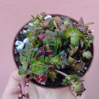 Crassula Capitella 