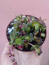 Crassula Capitella 