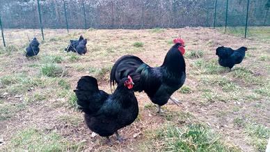 Coppia Australorp nero - Razza ornamentale