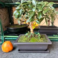 Bonsai ulivo