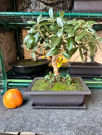 Bonsai ulivo