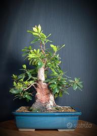 Corbezzolo (Arbutus unedo)