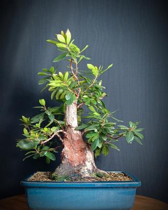 Corbezzolo (Arbutus unedo)