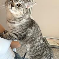 Gatto British shorthair per monta