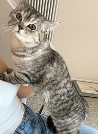 Gatto British shorthair per monta
