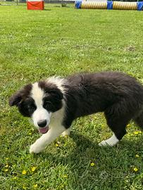 Cuccioli Border collie