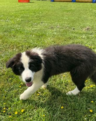 Cuccioli Border collie