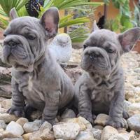 Bully di Boulldog france