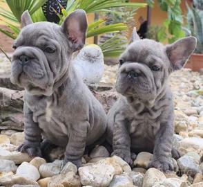 Bully di Boulldog france