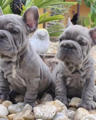 Bully di Boulldog france