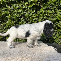 Cocker spaniel inglese con pedigree Enci