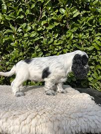 Cocker spaniel inglese con pedigree Enci