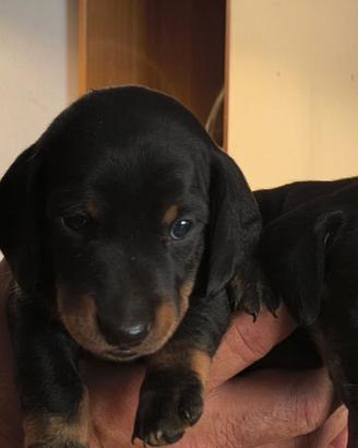 Cuccioli Bassotto Tedesco