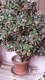 Pianta di crassula ovata/albero dei soldi