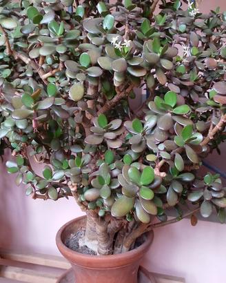 Pianta di crassula ovata/albero dei soldi