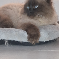 Gatto siberiano Neva disponibile per monta