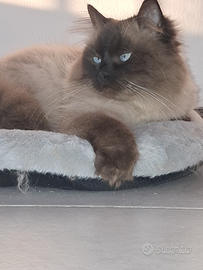 Gatto siberiano Neva disponibile per monta
