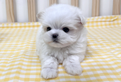 Cucciolo di maltese con pedigree
